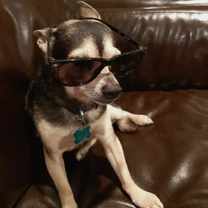 Meet your Posher, Sammy